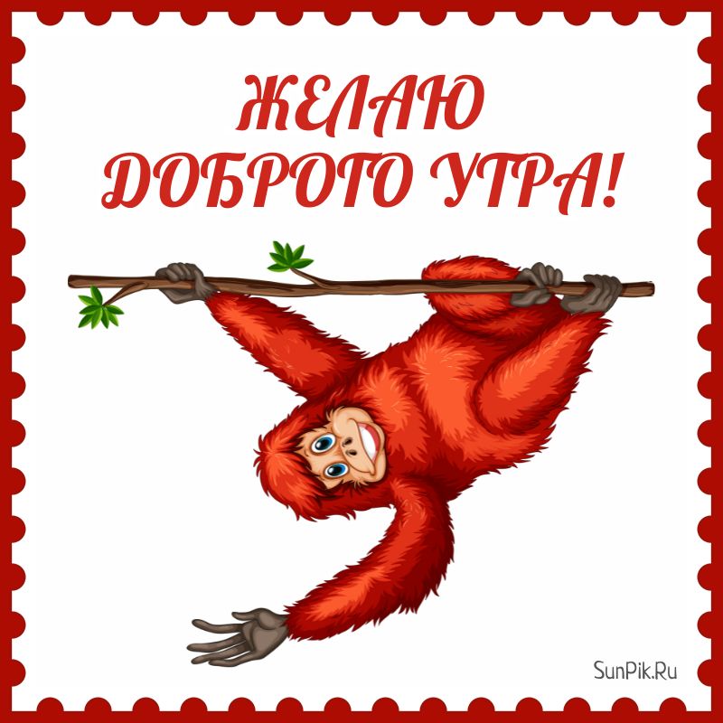 Красивая картинка с пожеланиями доброго утра и животным.