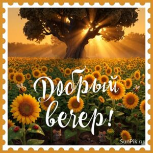 Летняя открытка добрый вечер с полем подсолнухов